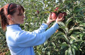 Konkurs za dodelu stipendija Studentima I godine poljoprivrede/agronomije za školsku 2024/2025. godinu